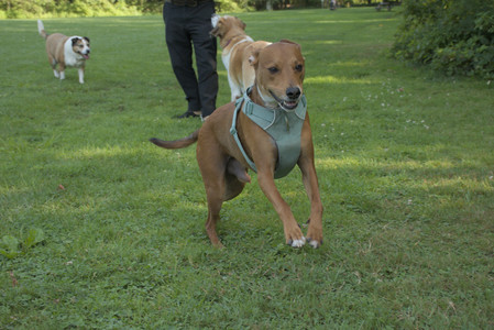 20250807_Thisbe and Dog Park and B and W dogs__DSC0108_.jpg