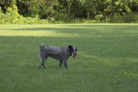 20250807_Thisbe and Dog Park and B and W dogs__DSC0116_.jpg