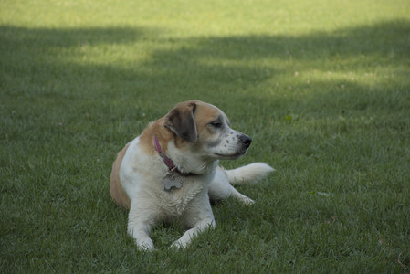 20250807_Thisbe and Dog Park and B and W dogs__DSC0126_.jpg