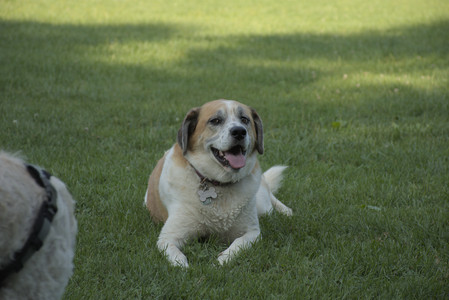 20250807_Thisbe and Dog Park and B and W dogs__DSC0128_.jpg