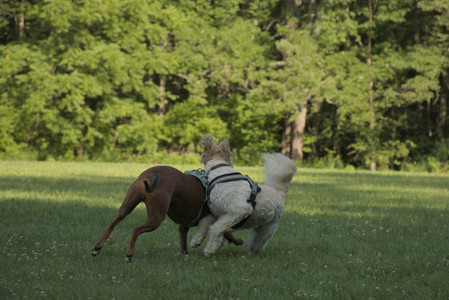 20250807_Thisbe and Dog Park and B and W dogs__DSC0130_.jpg