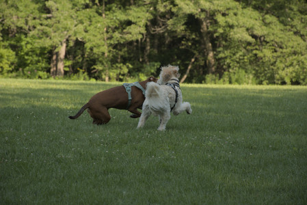 20250807_Thisbe and Dog Park and B and W dogs__DSC0131_.jpg
