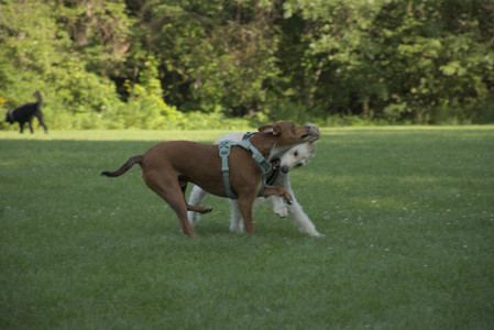 20250807_Thisbe and Dog Park and B and W dogs__DSC0132_.jpg