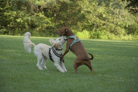 20250807_Thisbe and Dog Park and B and W dogs__DSC0134_.jpg