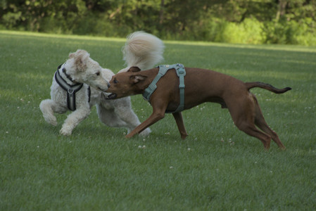 20250807_Thisbe and Dog Park and B and W dogs__DSC0135_.jpg