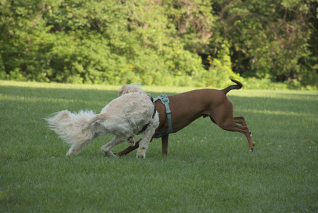 20250807_Thisbe and Dog Park and B and W dogs__DSC0136_.jpg