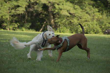 20250807_Thisbe and Dog Park and B and W dogs__DSC0137_.jpg