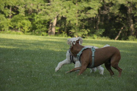 20250807_Thisbe and Dog Park and B and W dogs__DSC0138_.jpg