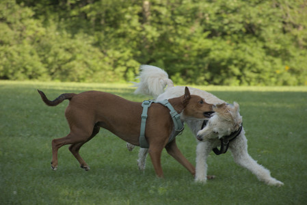20250807_Thisbe and Dog Park and B and W dogs__DSC0140_.jpg
