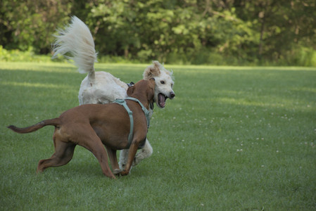 20250807_Thisbe and Dog Park and B and W dogs__DSC0141_.jpg