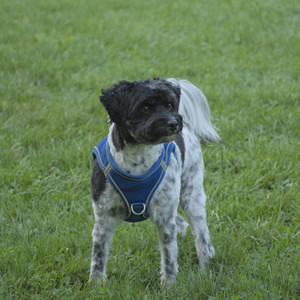 20250807_Thisbe and Dog Park and B and W dogs__DSC0147_.jpg