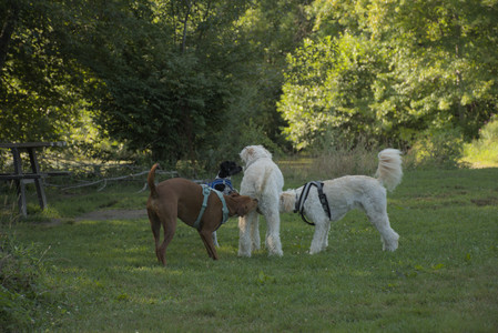 20250807_Thisbe and Dog Park and B and W dogs__DSC0148_.jpg
