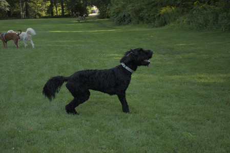 20250807_Thisbe and Dog Park and B and W dogs__DSC0159_.jpg