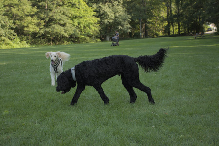 20250807_Thisbe and Dog Park and B and W dogs__DSC0161_.jpg