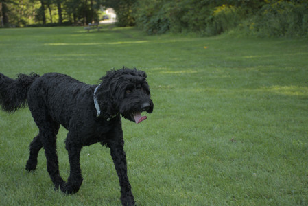 20250807_Thisbe and Dog Park and B and W dogs__DSC0164_.jpg