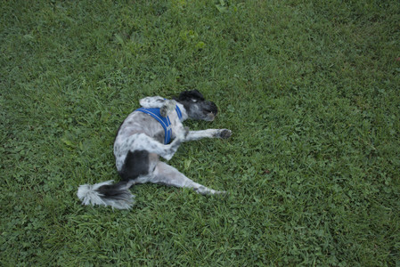 20250807_Thisbe and Dog Park and B and W dogs__DSC0173_.jpg