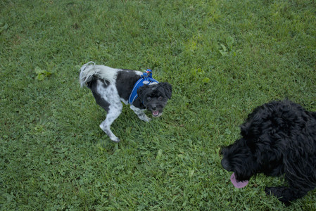 20250807_Thisbe and Dog Park and B and W dogs__DSC0175_.jpg