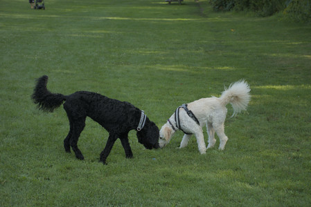 20250807_Thisbe and Dog Park and B and W dogs__DSC0176_.jpg