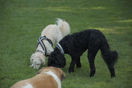 20250807_Thisbe and Dog Park and B and W dogs__DSC0177_.jpg