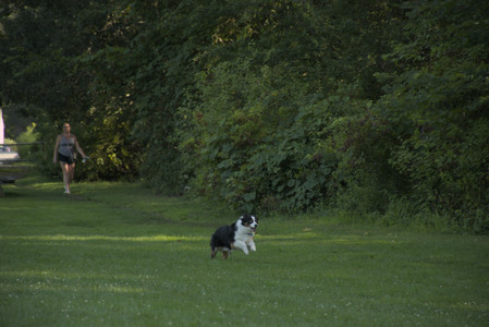 20250807_Thisbe and Dog Park and B and W dogs__DSC0183_.jpg