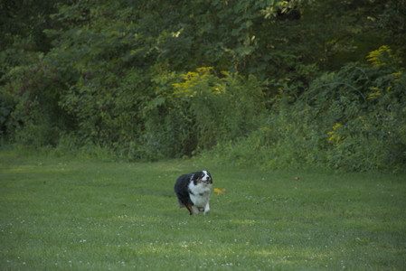 20250807_Thisbe and Dog Park and B and W dogs__DSC0184_.jpg