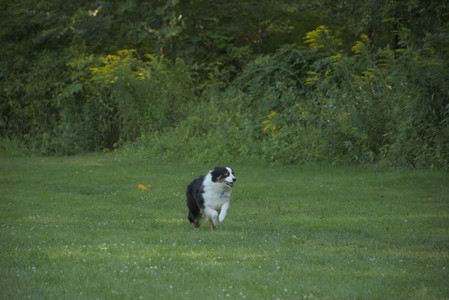 20250807_Thisbe and Dog Park and B and W dogs__DSC0185_.jpg