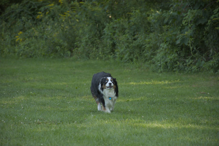 20250807_Thisbe and Dog Park and B and W dogs__DSC0187_.jpg