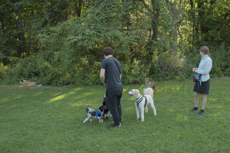 20250807_Thisbe and Dog Park and B and W dogs__DSC0192_.jpg