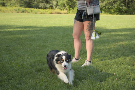20250807_Thisbe and Dog Park and B and W dogs__DSC0201_.jpg