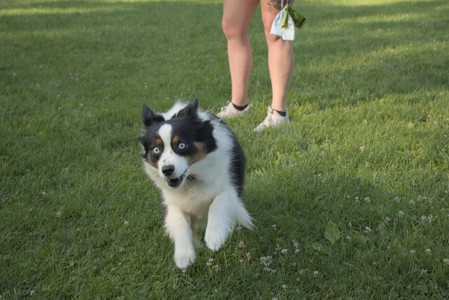 20250807_Thisbe and Dog Park and B and W dogs__DSC0202_.jpg
