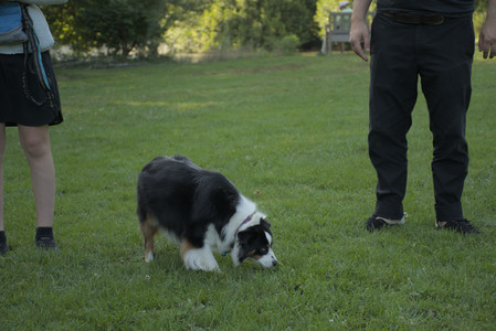 20250807_Thisbe and Dog Park and B and W dogs__DSC0210_.jpg