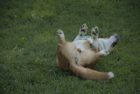 20250807_Thisbe and Dog Park and B and W dogs__DSC0217_.jpg