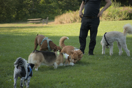20250807_Thisbe and Dog Park and B and W dogs__DSC0239_.jpg