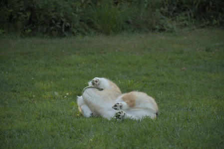 20250807_Thisbe and Dog Park and B and W dogs__DSC0246_.jpg