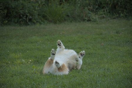 20250807_Thisbe and Dog Park and B and W dogs__DSC0247_.jpg