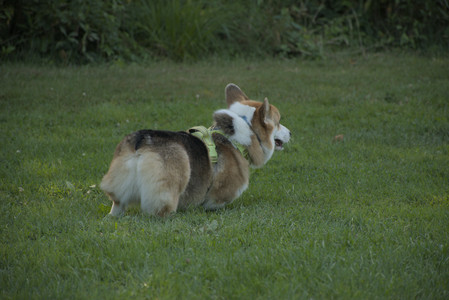 20250807_Thisbe and Dog Park and B and W dogs__DSC0251_.jpg