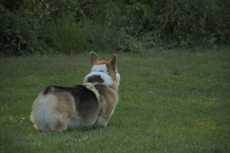 20250807_Thisbe and Dog Park and B and W dogs__DSC0252_.jpg