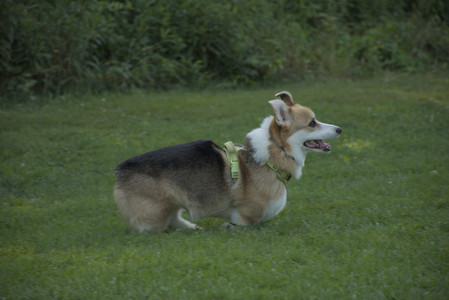 20250807_Thisbe and Dog Park and B and W dogs__DSC0254_.jpg