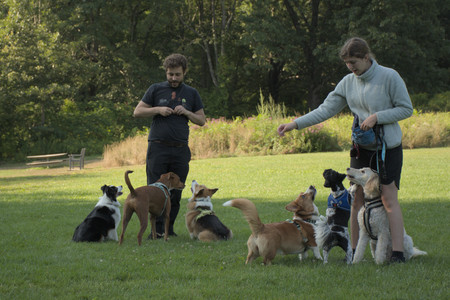 20250807_Thisbe and Dog Park and B and W dogs__DSC0255_.jpg