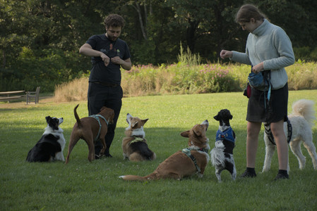 20250807_Thisbe and Dog Park and B and W dogs__DSC0257_.jpg