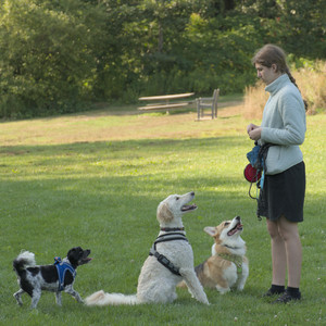 20250807_Thisbe and Dog Park and B and W dogs__DSC0266_.jpg