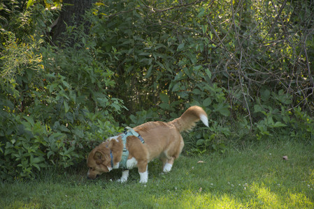 20250807_Thisbe and Dog Park and B and W dogs__DSC0270_.jpg