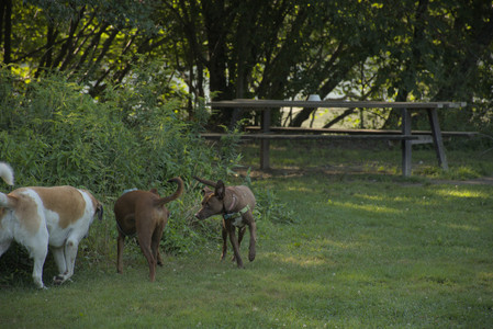 20250807_Thisbe and Dog Park and B and W dogs__DSC0273_.jpg
