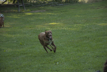 20250807_Thisbe and Dog Park and B and W dogs__DSC0276_.jpg