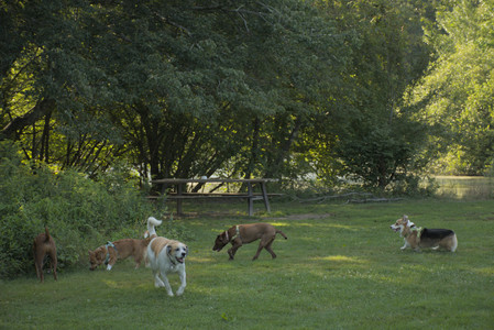 20250807_Thisbe and Dog Park and B and W dogs__DSC0278_.jpg