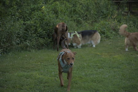 20250807_Thisbe and Dog Park and B and W dogs__DSC0279_.jpg