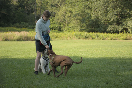 20250807_Thisbe and Dog Park and B and W dogs__DSC0282_.jpg