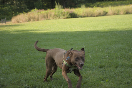 20250807_Thisbe and Dog Park and B and W dogs__DSC0284_.jpg