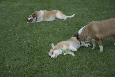 20250807_Thisbe and Dog Park and B and W dogs__DSC0285_.jpg