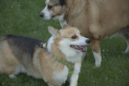 20250807_Thisbe and Dog Park and B and W dogs__DSC0287_.jpg